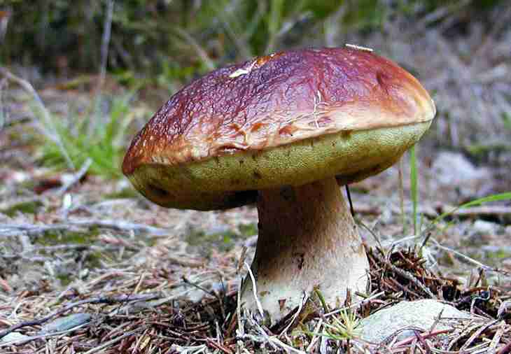  Image name: 144 Porcino.jpg 
 width: 730 pixel 
 height: 506 pixel 
 Size: 32866 bytes 
 Click to enlarge 